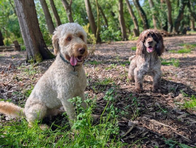 2 dogs in woodland 768x578