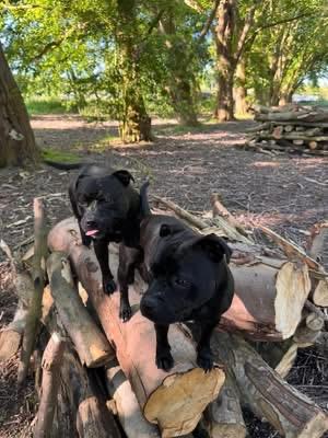 2 staffies on habitat pile