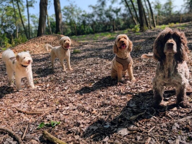 4 dogs in woodland 768x578