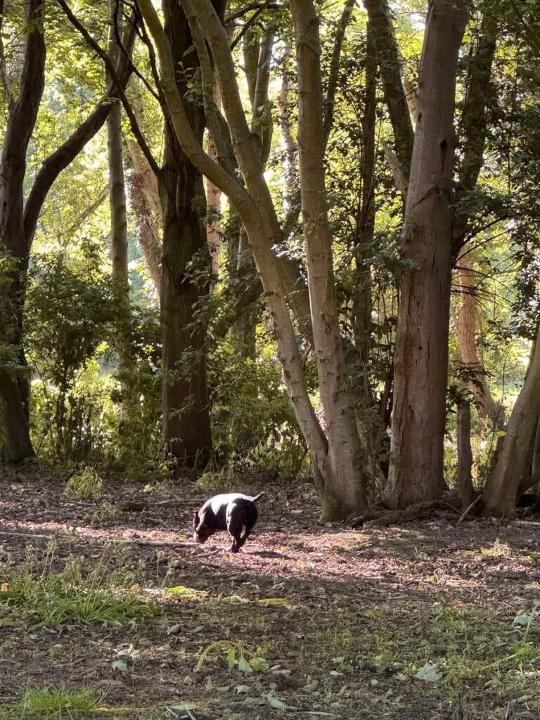 big trees and dog 768x1024