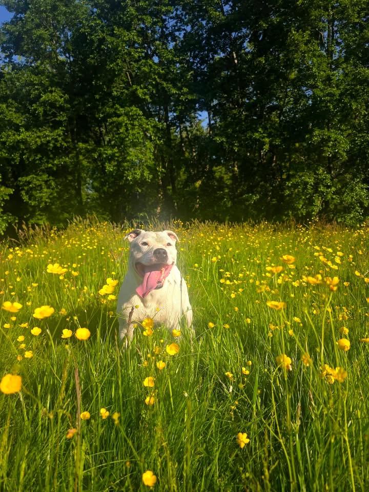 bull dog in buttercups