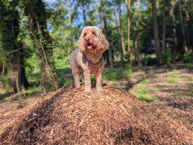 dog on chippings 768x578