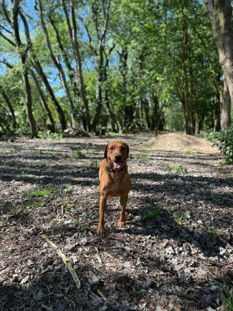 red fox lab 768x1024