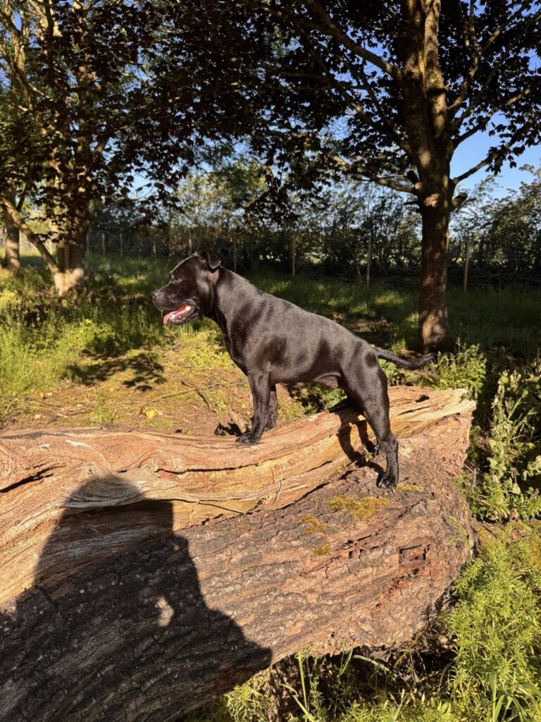 staffie on oak log 768x1024